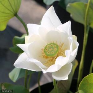 (ビオトープ)ハス(白)と睡蓮鉢セット 白花蓮...の詳細画像2