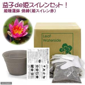 (ビオトープ)睡蓮 益子de姫睡蓮(ヒメスイレ...の詳細画像1