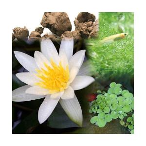 （ビオトープ）（めだか）ビオ植物とメダカセット　姫睡蓮（ヒメスイレン）　白　鉢なしセット本州四国限定