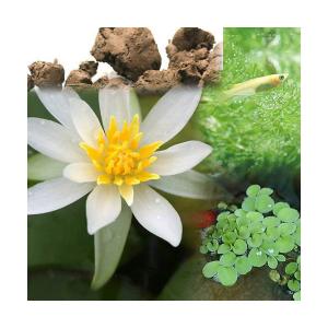 （ビオトープ）（めだか）ビオ植物とメダカセット　睡蓮　ヒツジグサ　鉢なしセット　説明書付　本州四国限定