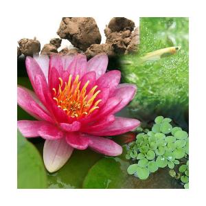 （ビオトープ）（めだか）ビオ植物とメダカセット　睡蓮（スイレン）　赤　鉢なしセット　本州四国限定