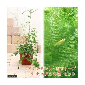 （ビオトープ）（めだか）インスタントビオトープ＋ヒメダカ（６匹）　説明書付　本州四国限定