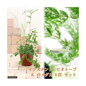 （ビオトープ）（めだか）インスタント・ビオトープ＋白メダカ（６匹）　説明書付　本州四国限定
