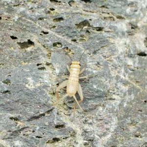 （生餌）死着保証なし　ヨーロッパイエコオロギ　Ｓ　約１８０匹（６．０グラム）　爬虫類　両生類　大型魚　餌　エサ　活餌