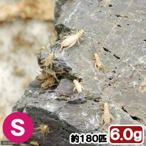 (生餌)死着保証なし ヨーロッパイエコオロギ ...の詳細画像1