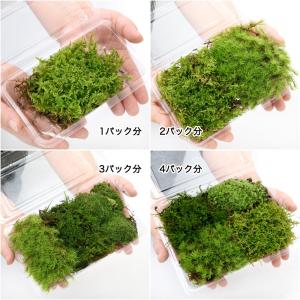 (観葉植物)テラリウム 苔 おまかせ苔 2パック分の詳細画像1