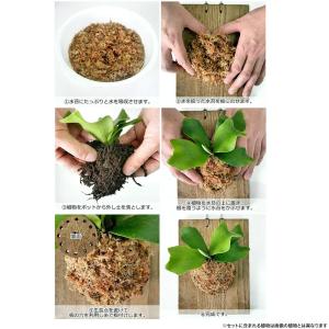 (観葉植物)ビカクシダ リドレイ スポア板付け...の詳細画像1