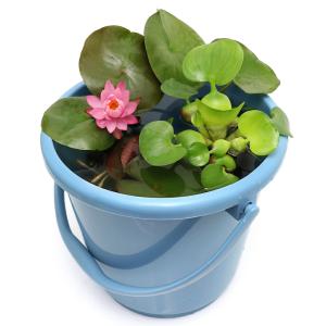 （ビオトープ）（めだか）私のガーデン　〜バケツＤＥスイレン（温帯性）〜（説明書付）本州四国限定　お一人様２点限り