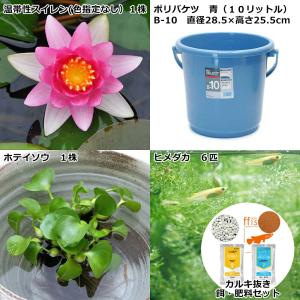 (ビオトープ)(めだか)私のガーデン 〜バケツ...の詳細画像1