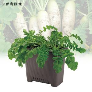 プランター リッチェル 菜園上手 深50型 ダ...の詳細画像4