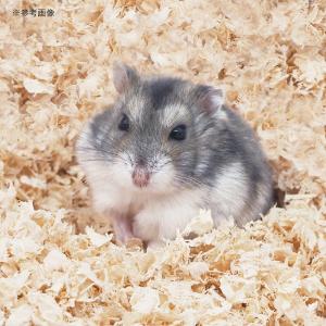 ミニアニマン 快適やわふわ広葉樹のマット 12Lの詳細画像1