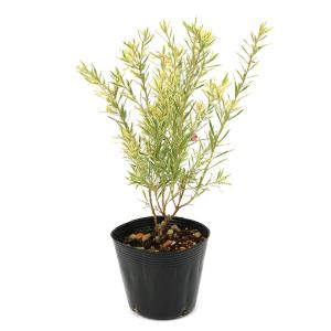 (観葉植物)サザンクロス フイリーナクイーン ...の詳細画像1
