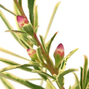 (観葉植物)サザンクロス フイリーナクイーン ...の詳細画像2