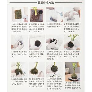 JUN J.GREEN 苔玉作成キット(5点セット)の詳細画像3