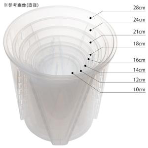 根が見える透明鉢 直径10cm 9個の詳細画像4