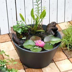 （ビオトープ）睡蓮鉢グレー　風山石と流木のレイアウトセット　本州四国限定　お一人様１点限り