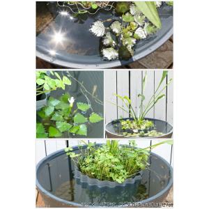 (ビオトープ/睡蓮)睡蓮鉢グレー あぜなみレイ...の詳細画像2