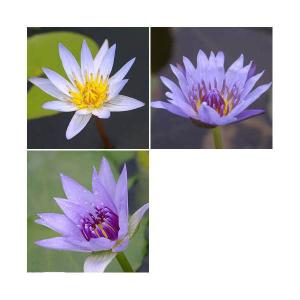 （ビオトープ）睡蓮　おまかせ熱帯性品種睡蓮（スイレン）　青系（１ポット）（休眠状態）