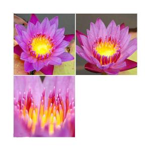 （ビオトープ）睡蓮　おまかせ熱帯性品種睡蓮（スイレン）　紫系（１ポット）（休眠状態）