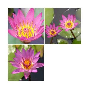 （ビオトープ）睡蓮　おまかせ熱帯性品種睡蓮（スイレン）　濃ピンク系（１ポット）