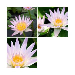 （ビオトープ）睡蓮　おまかせ熱帯性品種睡蓮（スイレン）　淡ピンク系（１ポット）（休眠状態）