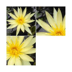 （ビオトープ）睡蓮　おまかせ熱帯性品種睡蓮（スイレン）　黄（１ポット）（休眠状態）