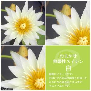 （ビオトープ）睡蓮　おまかせ熱帯性品種睡蓮（スイレン）　白系（１ポット）（休眠状態）