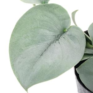 （観葉植物）スキンダプサス　オルモストシルバー　３〜３．５号（１ポット）