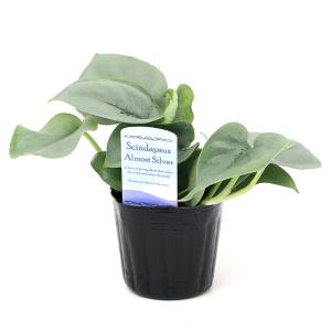 (観葉植物)スキンダプサス オルモストシルバー...の詳細画像1