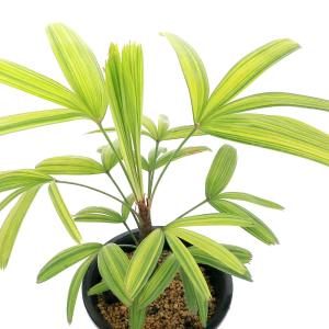 （観葉植物）ヤシ　カンノンチク（観音竹）　金鳳錦　４号（１鉢）