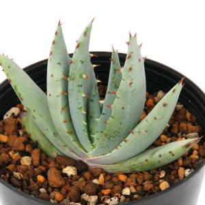 （多肉植物）アロエ　ペグレラエ　３号（１鉢）