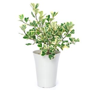 (観葉植物)フィカス トライアンギュラリス ス...の詳細画像1