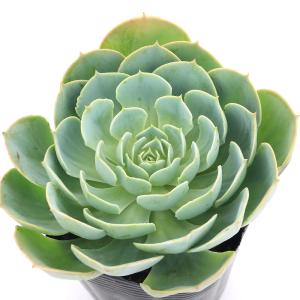 （多肉植物）エケベリア　七福神　３〜３．５号（１ポット）