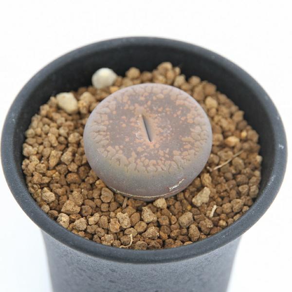 （多肉植物）品種系リトープス　コロナ玉　２．５号　１株植え（１鉢）