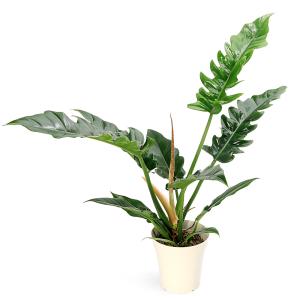 (観葉植物)フィロデンドロン ナロー 5号(1鉢)の詳細画像1