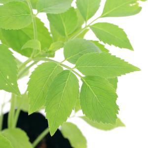 （観葉植物）ハーブ苗　エルダー　３号（１ポット）