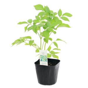 (観葉植物)ハーブ苗 エルダー 3号(1ポット)の詳細画像1