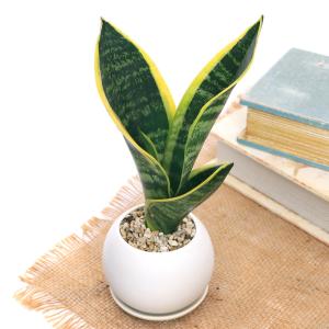 （観葉植物）インテリア　サンスベリア　マットボールＳ植え（１鉢）受皿付　軽石砂　鉢植え　おしゃれ　室内　プレゼント