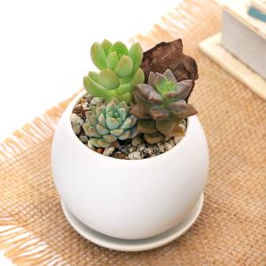 （多肉植物）多肉３種寄せ植え　マットボールＳ植え（１鉢）　受皿付　軽石砂　多肉植物　おしゃれ　プレゼント