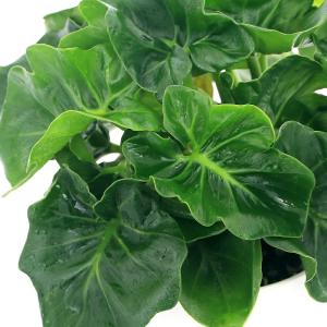 （観葉植物）フィロデンドロン　セローム　スーパーアトム　３．５号（１鉢）