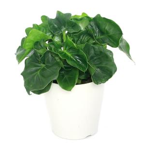 (観葉植物)フィロデンドロン セローム スーパ...の詳細画像1
