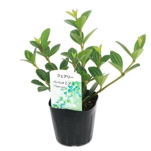 (観葉植物)ペペロミア フェアリー 3号(1ポット)の詳細画像1