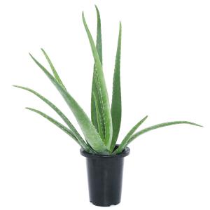 (多肉植物)アロエ ベラ 6号(1鉢)の詳細画像1