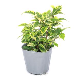 (観葉植物)フィカス ベンジャミン ラブリー ...の詳細画像1