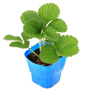 (観葉植物)デルモンテ イチゴ苗 めちゃデカッ...の詳細画像1