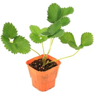 (観葉植物)デルモンテ イチゴ苗 めちゃデカッ...の詳細画像2