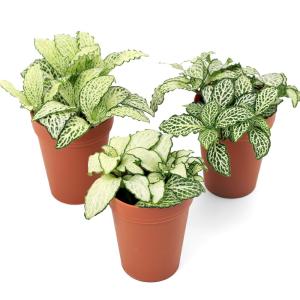 （観葉植物）フィットニア　ホワイト　２号（１鉢）　受け皿なし