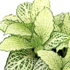 (観葉植物)フィットニア ホワイト 2号(1鉢...の詳細画像1