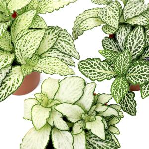 (観葉植物)フィットニア ホワイト 2号(1鉢...の詳細画像2