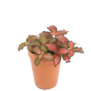 （観葉植物）フィットニア　レッド　２号ロング（１鉢）　受け皿なし
